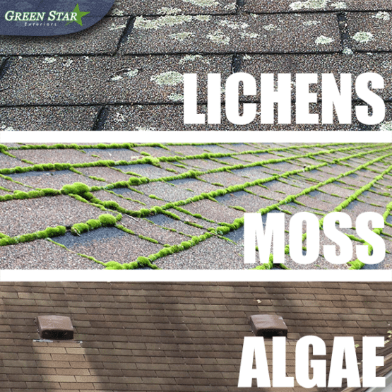 moss out for roofs plant safety